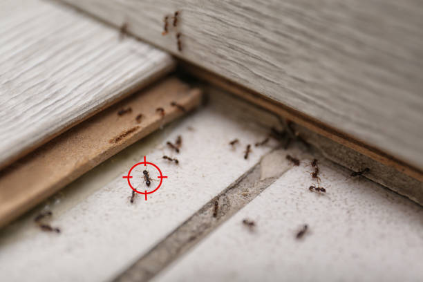 Best Best Pest Control Companies  in Edinburg, IL