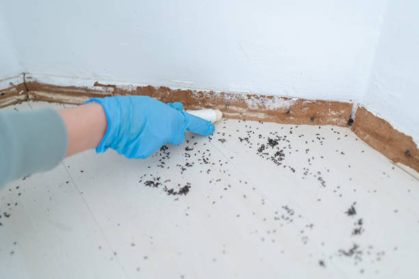 Best Residential Pest Control  in Edinburg, IL